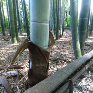 広徳寺の竹