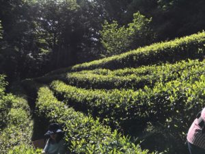 練馬区　廣徳寺の茶畑